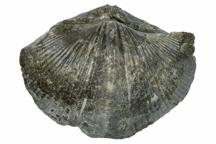 Pyrite-Replaced Brachiopod (Paraspirifer) Fossil - Ohio #246660